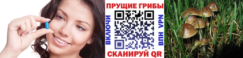 Псилоцибиновые грибы Psilocybe Соликамск